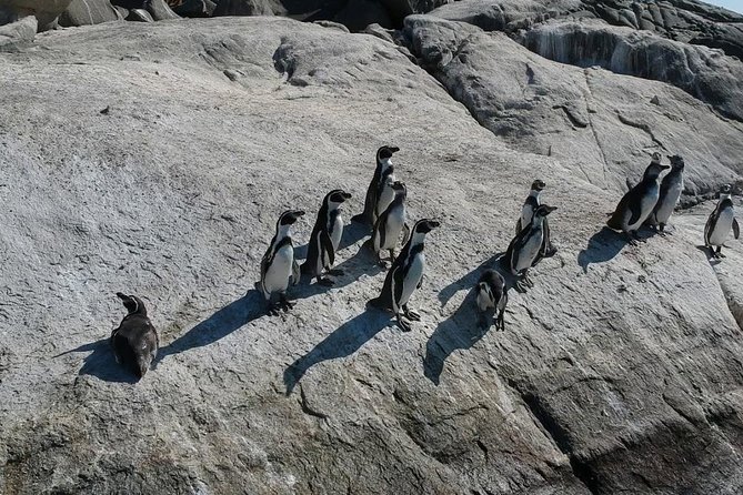 Penguin Island Private Boat Tour From Valparaiso (Feb ) - Tour Highlights