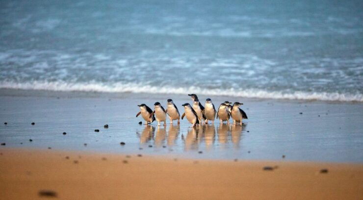 Penguin Parade: Entry Ticket Multi Attraction Pass - Ticket Details