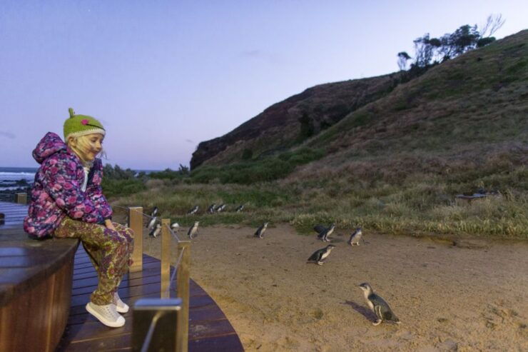 Penguin Parade: General Viewing Entry Ticket - Ticket Details