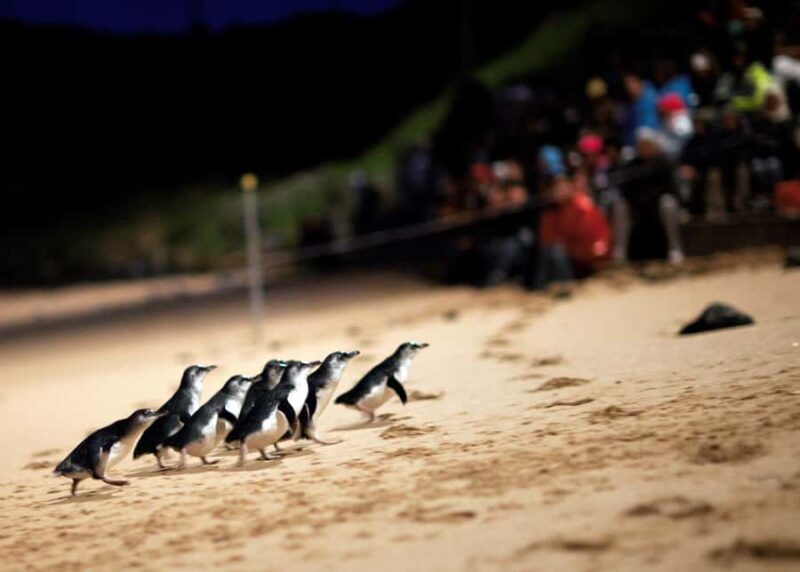 Penguin Parade: General Viewing Ticket - The Viewing Experience in Detail