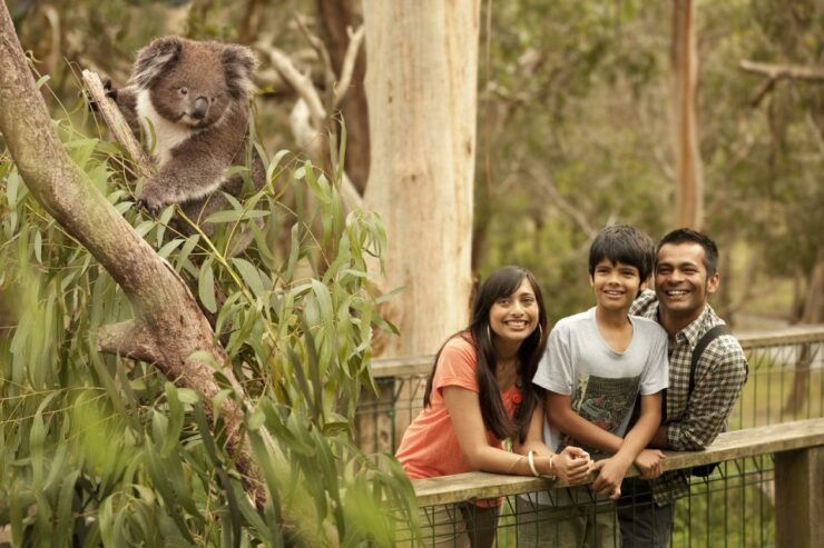 Penguin Parade & Maru Koala Park Tour-Chinese Speaking Guide - Activity Duration