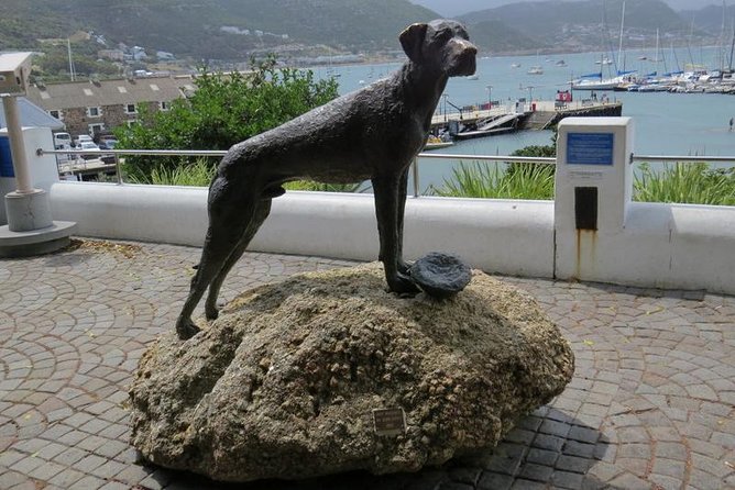 Penguin Time! Private Peninsula Experience. - Traveler Photos and Reviews