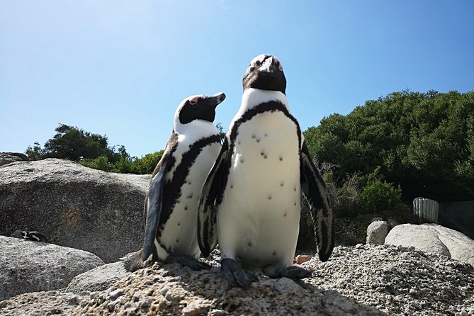 Penguin Time! Private Peninsula Experience. - Common Questions