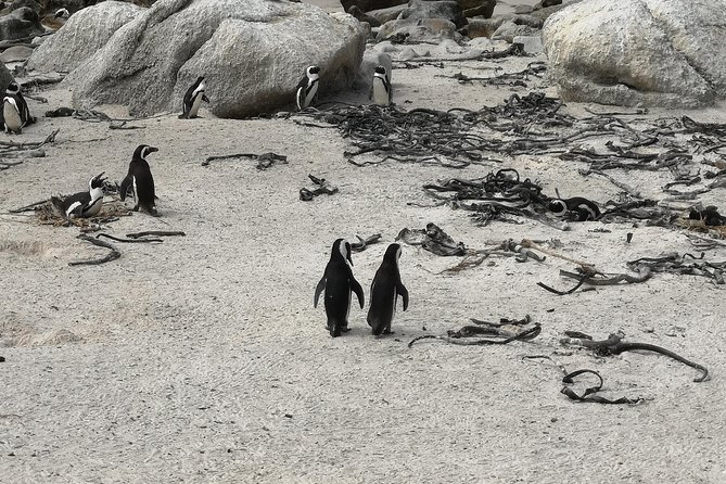 Penguin Time! Private Peninsula Experience. - The Sum Up