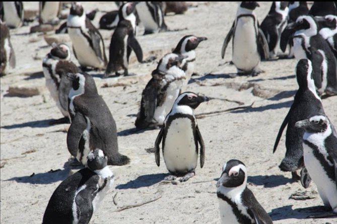 Penguins and Wine. - Wine Regions