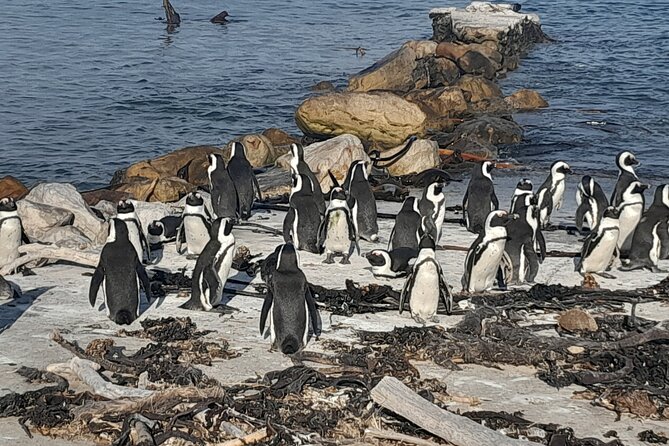 Penguins Boulders Beach and Cape Point Small Group Day Tour - Cancellation Policy