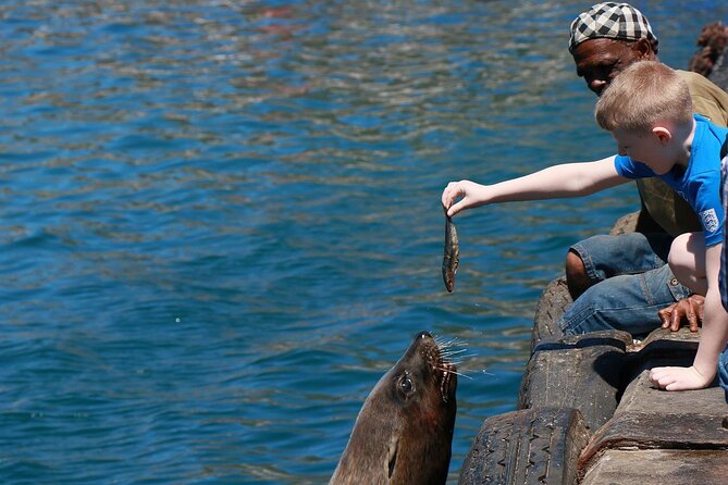 Penguins, Cape Point & Table Mountain. - How to Get to Cape Point