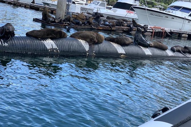 Penguins, Cape Point & Table Mountain. - Scenic Views of the Cape Peninsula