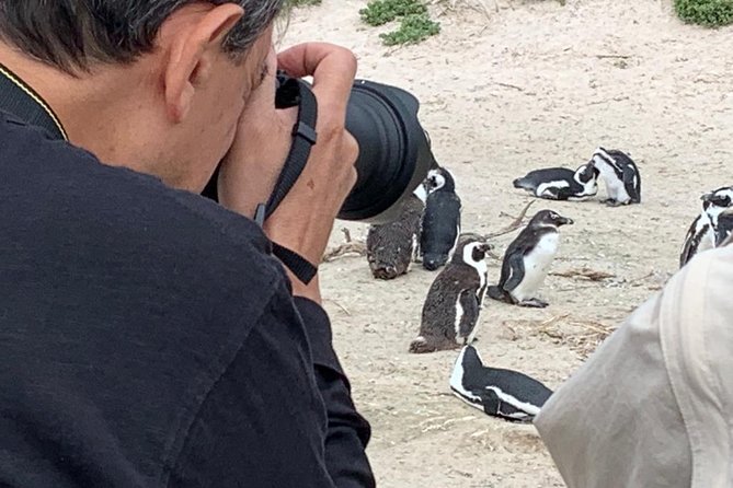 Penguins, Cape Point & Table Mountain. - Reviews and Ratings From Travelers