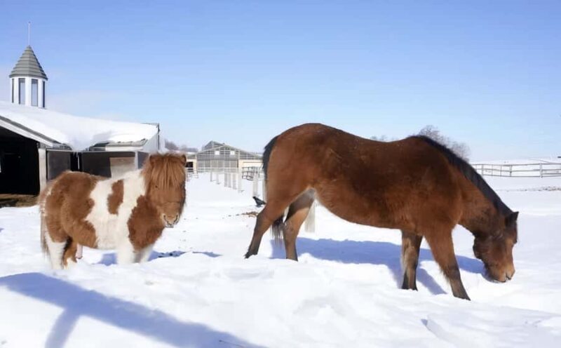 Penguins, Countryside & Fairytale VillageSapporo Day Trip - An In-Depth Look at the Tour Experience