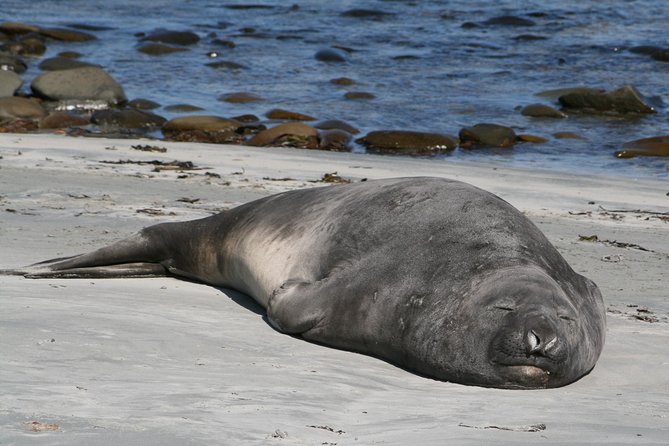Penguins, Elephant Seals and City Attractions at Falkland Islands - Wildlife Encounters in Natural Habitat