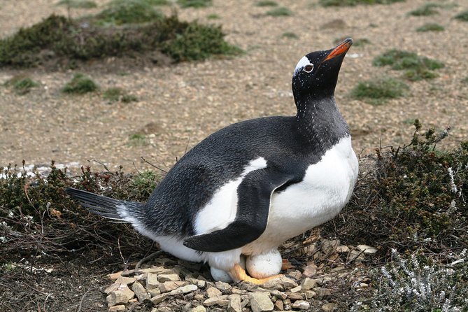 Penguins, Elephant Seals and City Attractions at Falkland Islands - Guided 4x4 Tour With Lunch