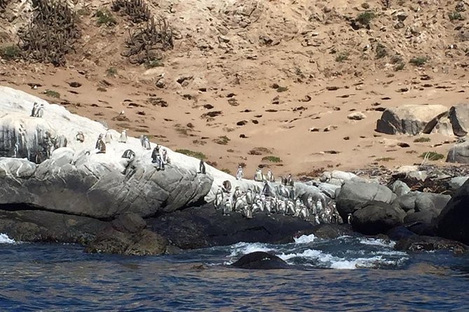 Penguins, Horseback Riding, and Sand Dunes Tour From Santiago (Feb ) - Tour Overview