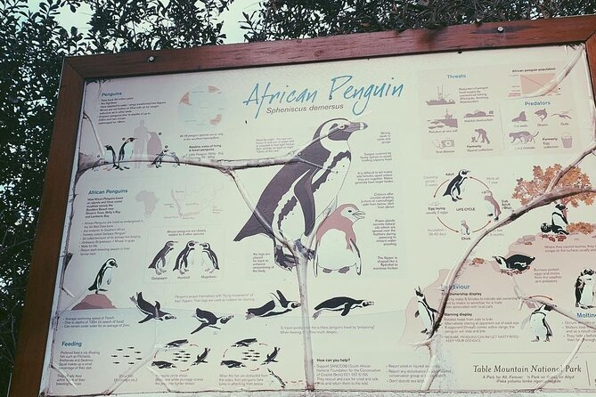 Penguins Private Tour- Cape of Good Hope & Cape Point Tour From Cape Town - Cancellation Policy