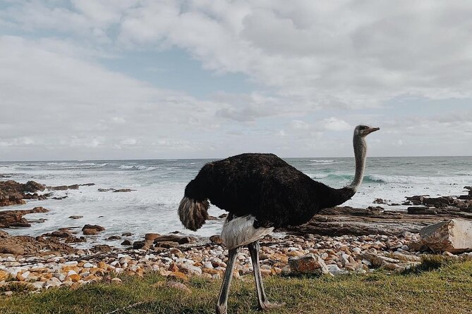 Penguins Private Tour- Cape of Good Hope & Cape Point Tour From Cape Town - Accessibility Details