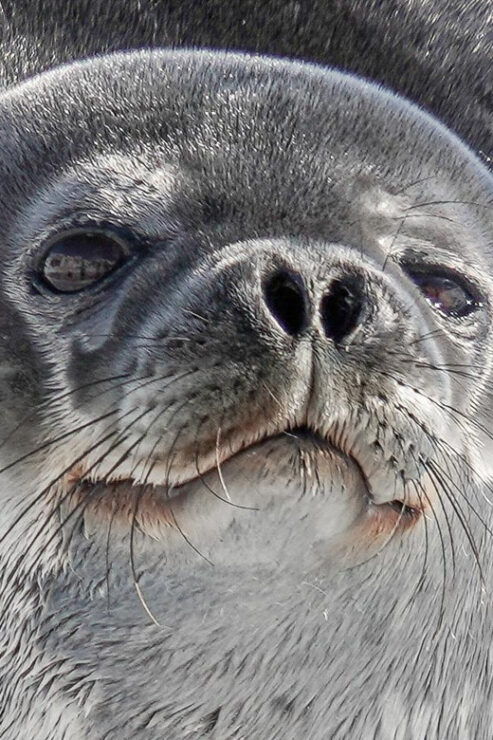 Penguins World Interactive Photo Exhibition - Good To Know