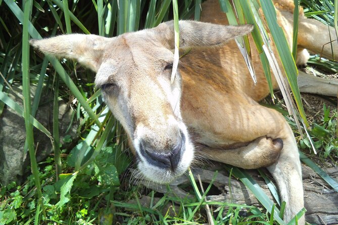 Peninsula Nature Tour - Pricing