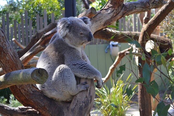Peninsula Nature Tour - Common Questions