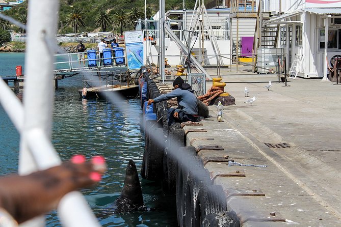 Peninsula Tour Cape Town - Tour Highlights