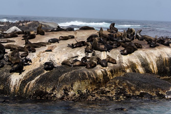 Peninsula Tour Cape Town - Reviews