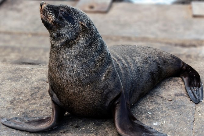 Peninsula Tour Cape Town - Additional Information