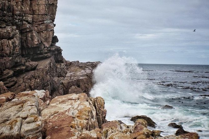 Peninsula Tour Cape Town - Common Questions