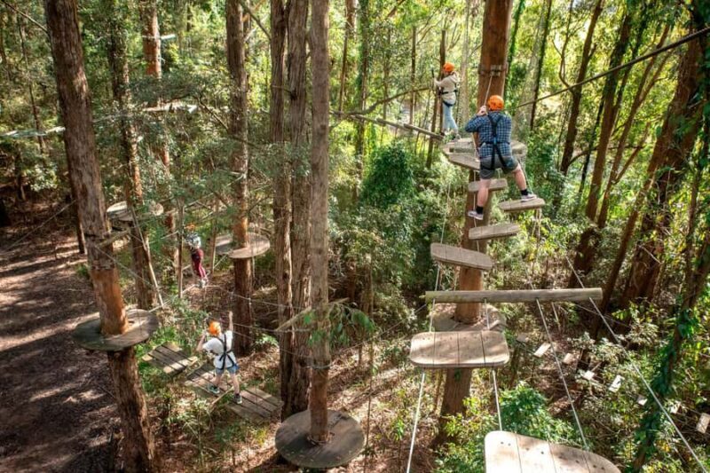 Pennant Hills: Tree Ropes Course Session - What to Expect from the Pennant Hills Tree Ropes Course