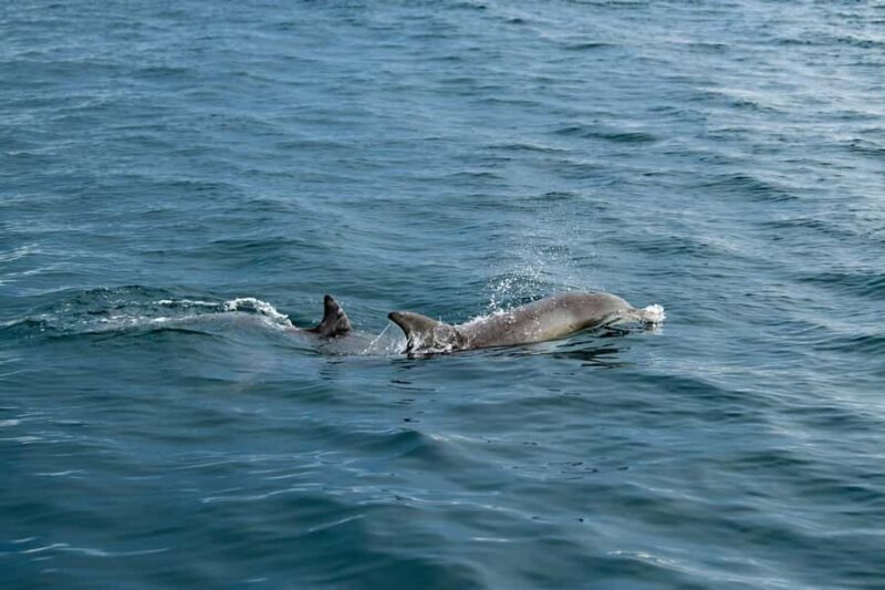 Penneshaw: Kangaroo Island Ultimate Adventure Tour - Good To Know