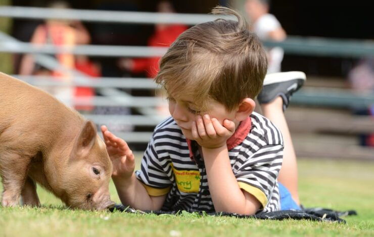 Pennywell Farm: Devons Award Winning Farm - Voted No. 1 - Good To Know