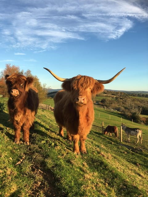 Pennywell Farm: Devons Award Winning Farm - Voted No. 1 - Animal Encounters and Activities