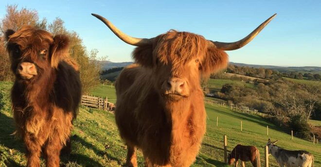 Pennywell Farm: Devons Award Winning Farm - Voted No. 1 - Pig Racing and Farmyard Fun