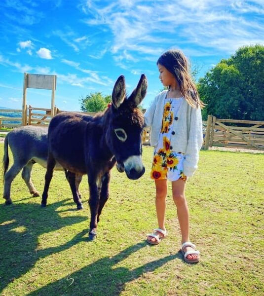 Pennywell Farm: Devons Award Winning Farm - Voted No. 1 - Additional Offerings and Amenities