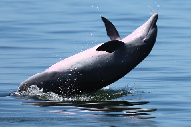 Pensacola Beach Jolly Dolphin Cruise and Scenic Bay Tour - Meeting and Pickup Information