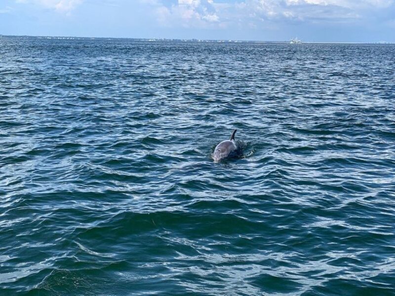 Pensacola Beach Sunset Dolphin Tour private up to 6 ppl - Good To Know
