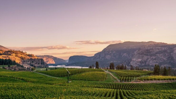 Penticton Wineries Tour Lunch - Tour Details
