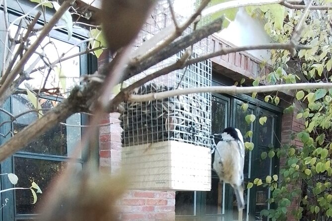 Pequeño Grupo Taller Para Hacer Tu Propio Comedero De Aves En Cercedilla - Common Questions