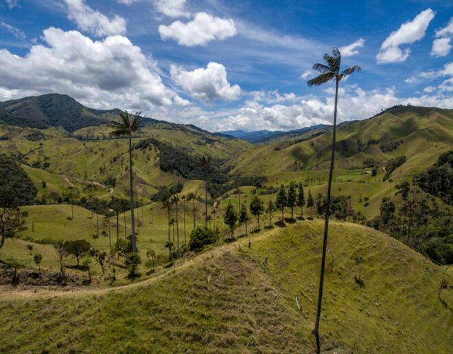 Pereira: Cocora Valley and Salento Guided Hiking Tour - Tour Experience