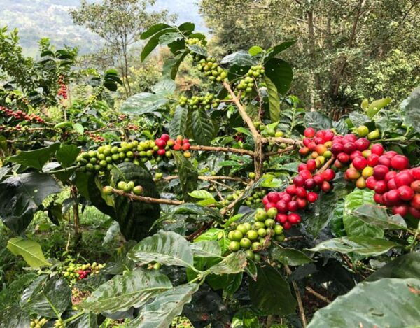 Pereira: Coffee Farm and Salento Walking Tour With Lunch - The Sum Up