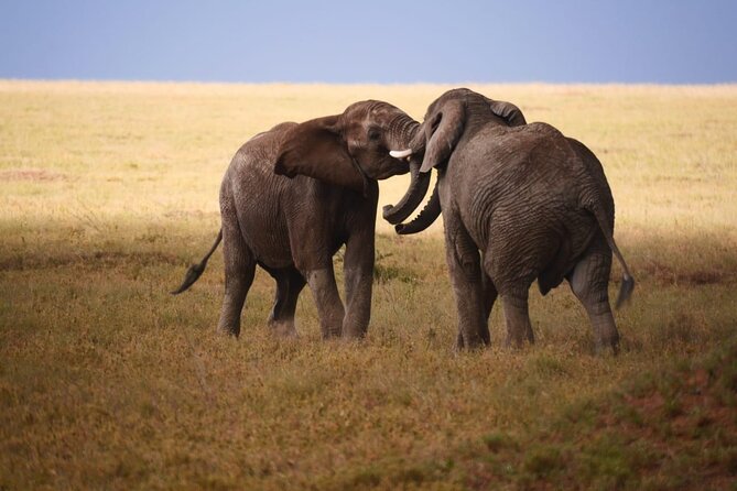 Perfect 3 Days Tanzania Group Joining Safari Itinerary and Cost - Meeting and Pickup Details