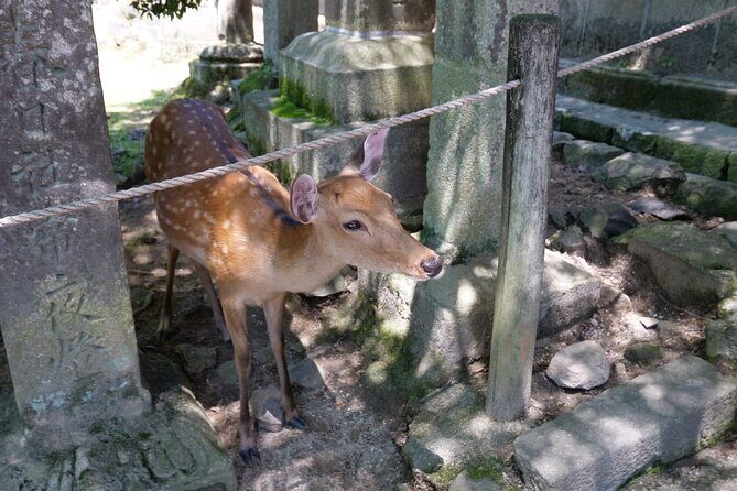 PERFECT Osaka Day  Custom Private Tour by Award-Winning Operator - Authentic Experiences Beyond Sightseeing