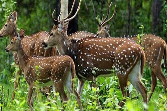 Periyar from Cochin - a Two Day Tour - Why you might consider this tour