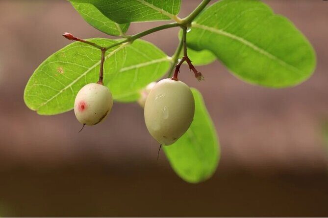 Periyar from Cochin - a Two Day Tour - Price and value