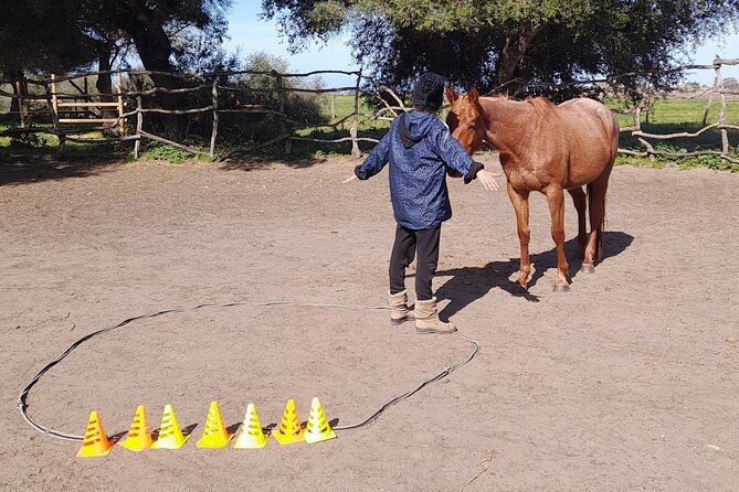 Personal Coaching Assisted With Horses - The Sum Up