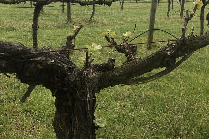 Personalised Wine Tour Experience in the Beautiful NSW Southern Highlands - Traveler Photos