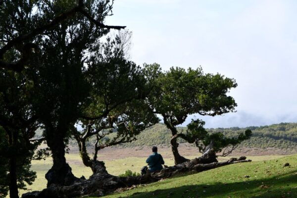 Personalized Tour:Around Madeira Island - Group Size