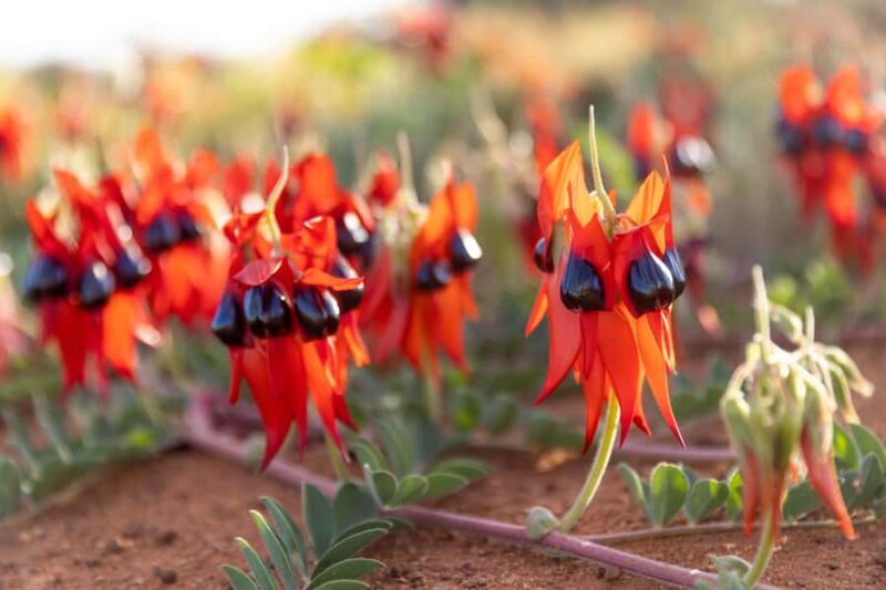 Perth: 7 Day Exmouth Explorer & Ningaloo Reef Return Perth - Practical Considerations