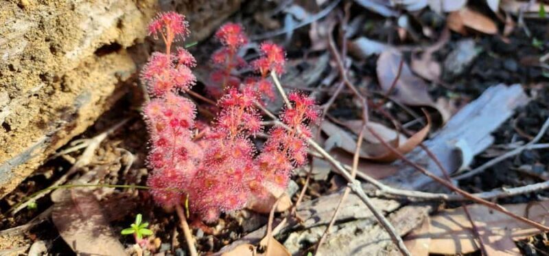 Perth: Abyssinia Rock Hiking Experience - Exploring the Itinerary in Detail