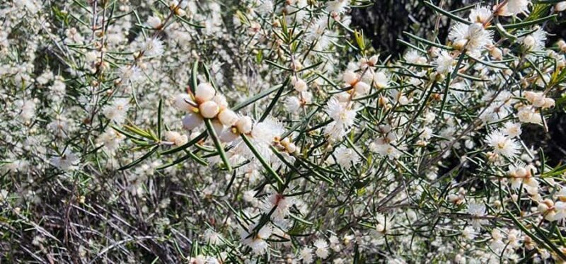 Perth: Abyssinia Rock Hiking Experience - Pricing and Booking