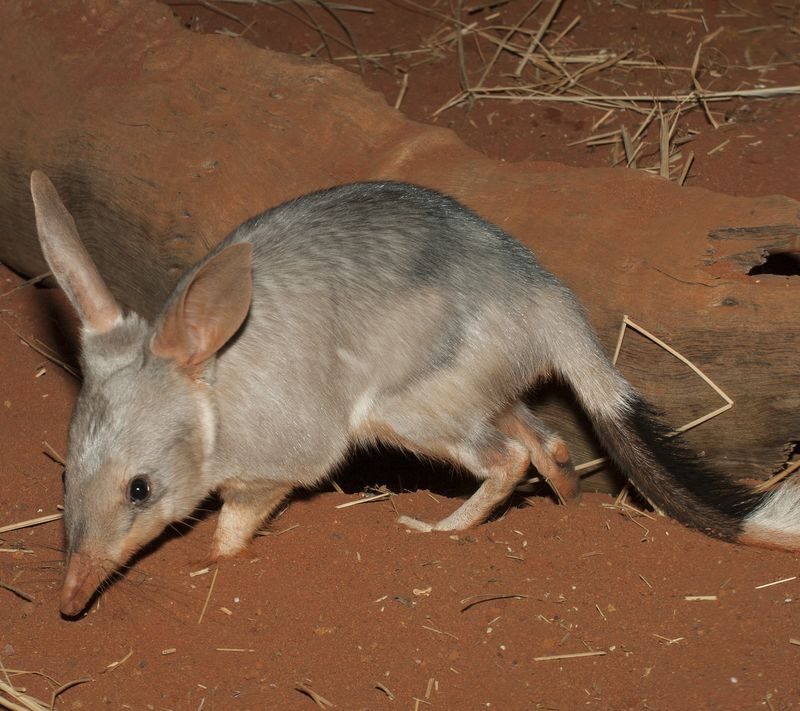 Perth Barna Mia & Dryandra Full-Day Wildlife Tour with Stargazing - Why this trip is more than a sanctuary visit