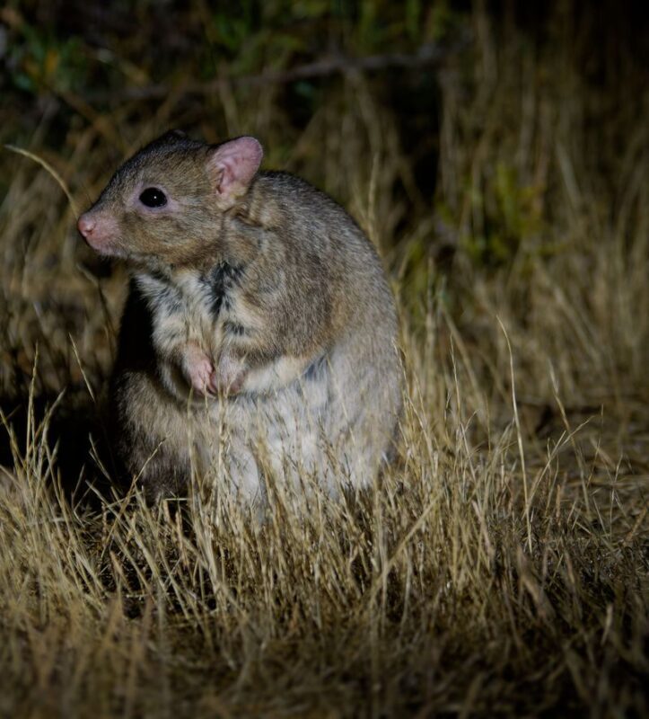 Perth Barna Mia & Dryandra Full-Day Wildlife Tour with Stargazing - Barna Mia brings the night animals into view